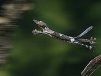 Hightail