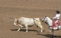 Lasso