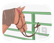 Harness
