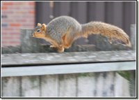 scampering