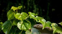 Ivy