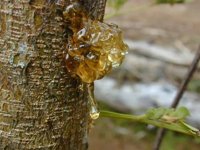 Sap