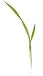 Blade of grass
