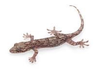 Gecko