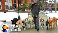 professional dog walker