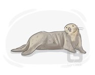 Sea otter