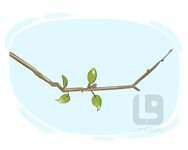 Twig