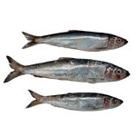 Herring
