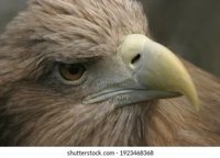 keen eye
