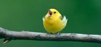 chirp