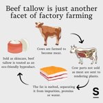 Beef tallow