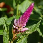 Flower spike