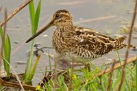 Snipe