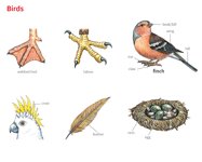 Beak
