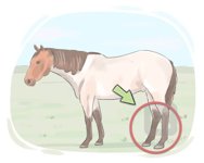 Hind leg