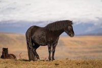 Steed