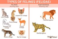 Feline