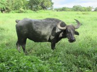Carabao
