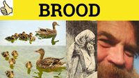 Brood