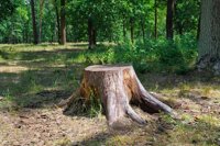 Stump