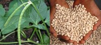cowpea