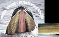 baleen