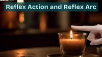 reflex