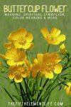 Buttercup