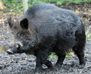 boar
