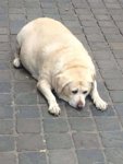 chonky