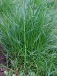 grass