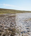 saline soil
