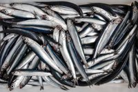 anchovy