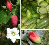 ivy gourd