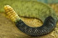 rattle