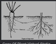 rootlet