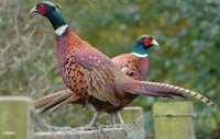 pheasant