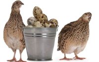 quail