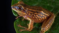 frog
