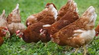 Free-range eggs