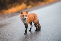 vixen