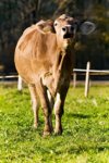 moo