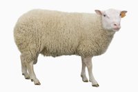 ewe