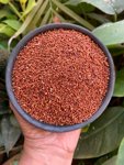 finger millet