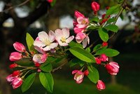 blossom