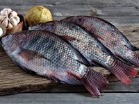 tilapia