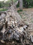 deadwood
