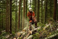 forestry