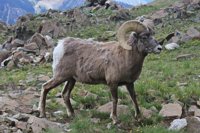 ram