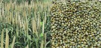 pearl millet